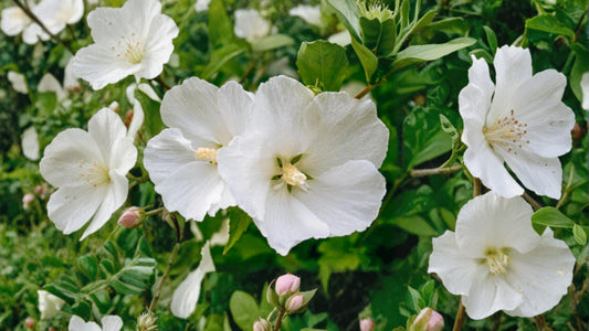 White Rose of Sharon Althea Live Plant 6–13 Inches – Hibiscus syriacus