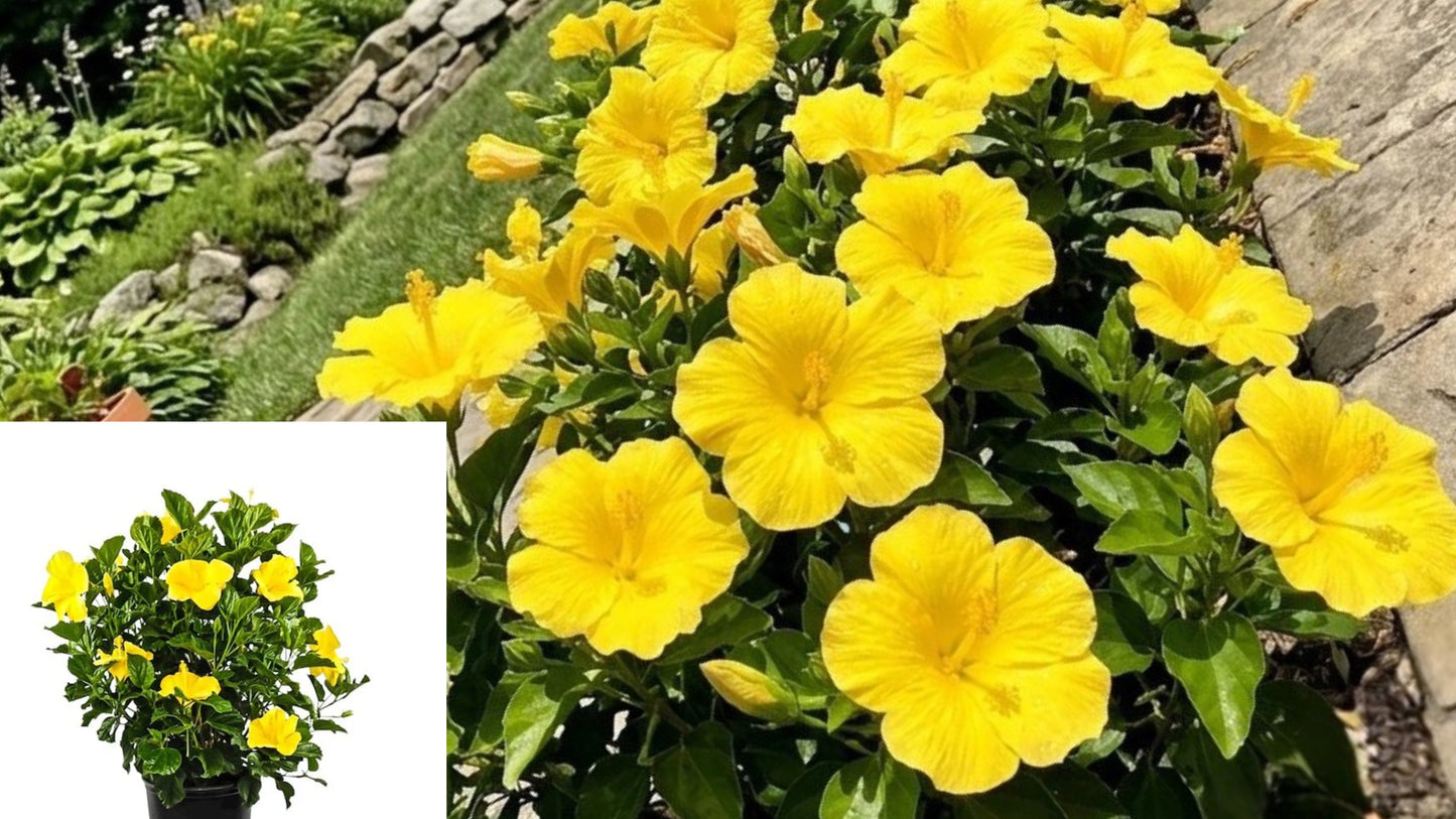 100 Dwarf Yellow Hibiscus Flower Seeds – Perennial Ornamental Plant