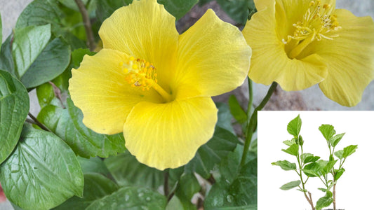 2 Butterfly Hibiscus Live Plants 3.5-Inch Cubes – Hibiscus rosa-sinensis