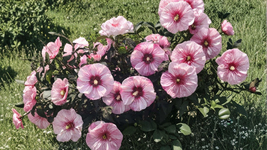 Cherry Choco Latte Hardy Hibiscus Live Plant – 2.5-Inch Pot