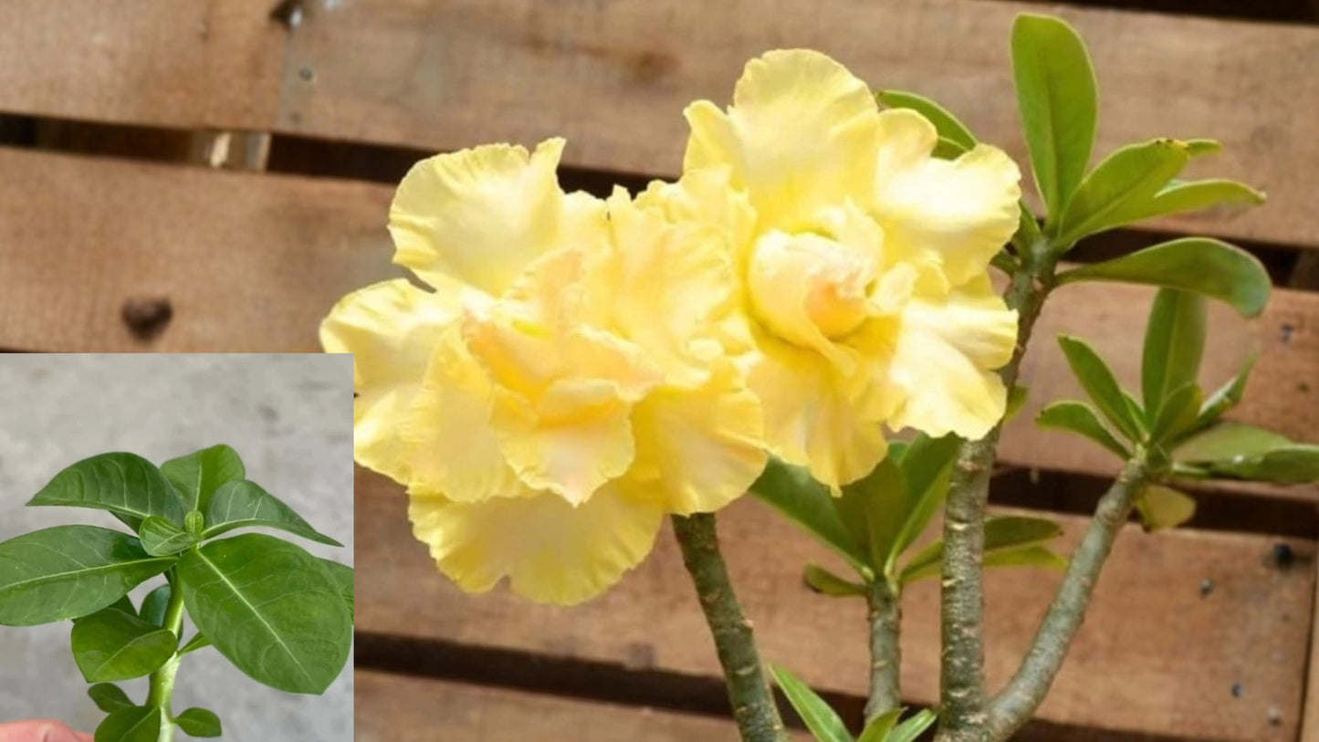 Double Yellow Desert Rose Live Plant 4-6 in – Adenium obesum