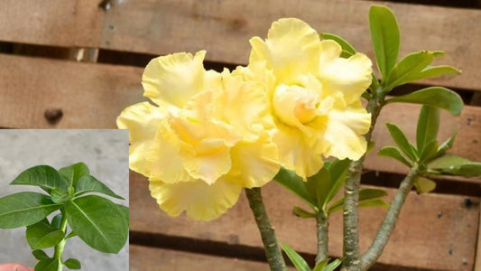 Double Yellow Desert Rose Live Plant 4-6 in – Adenium obesum