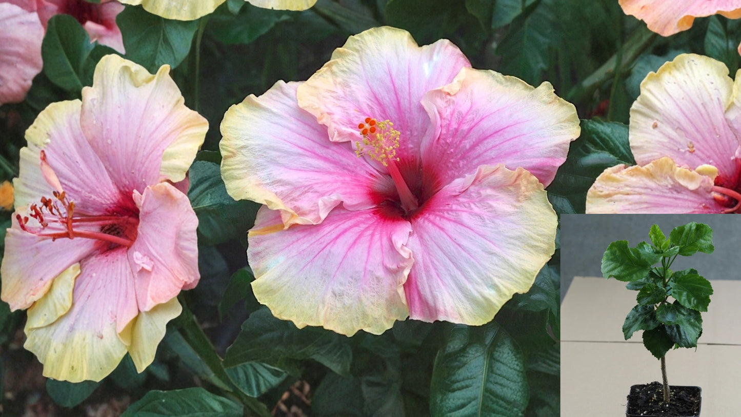 Sincerity Tropical Hibiscus – 4.5" Pot – Hibiscus rosa-sinensis
