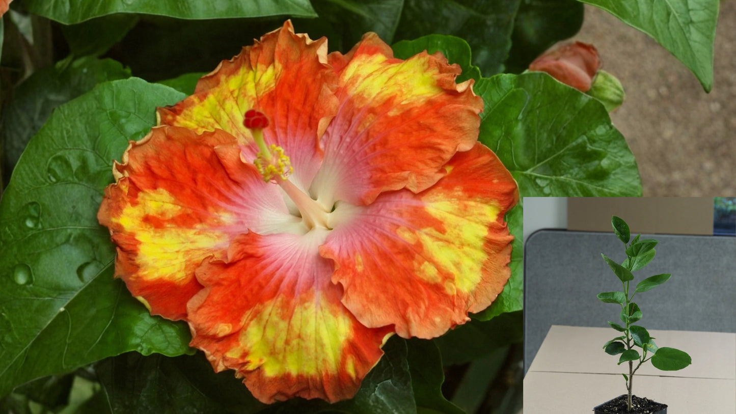 Caribbean Spanish Fandango Tropical Hibiscus Live Plant – 4.5-Inch Pot