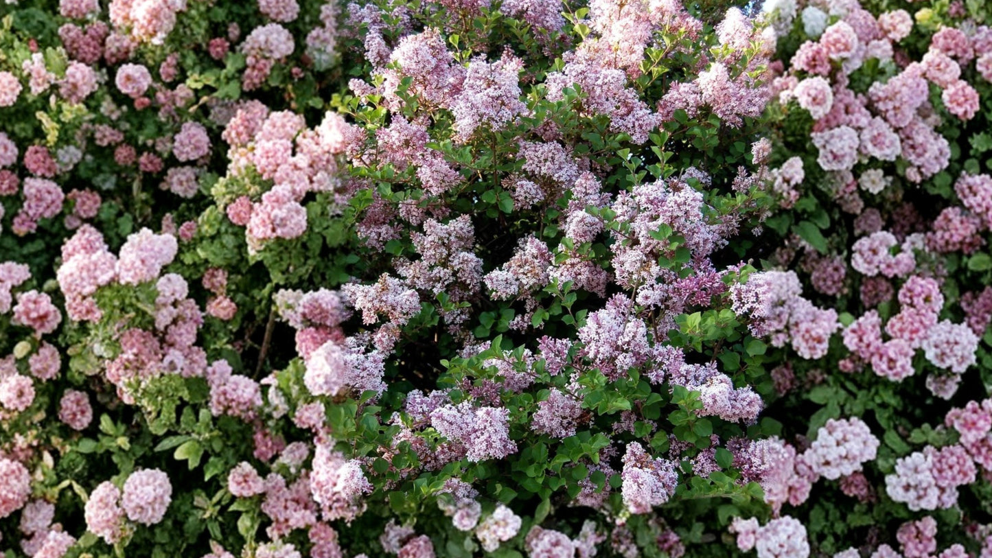 Dwarf Korean Lilac 'Palibin' Live Plant 3.5 in Pot – Syringa meyeri 'Palibin'