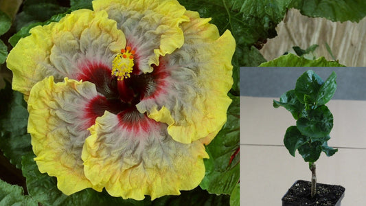Sculpted Tropical Hibiscus Live Plant – 4.5-Inch Pot