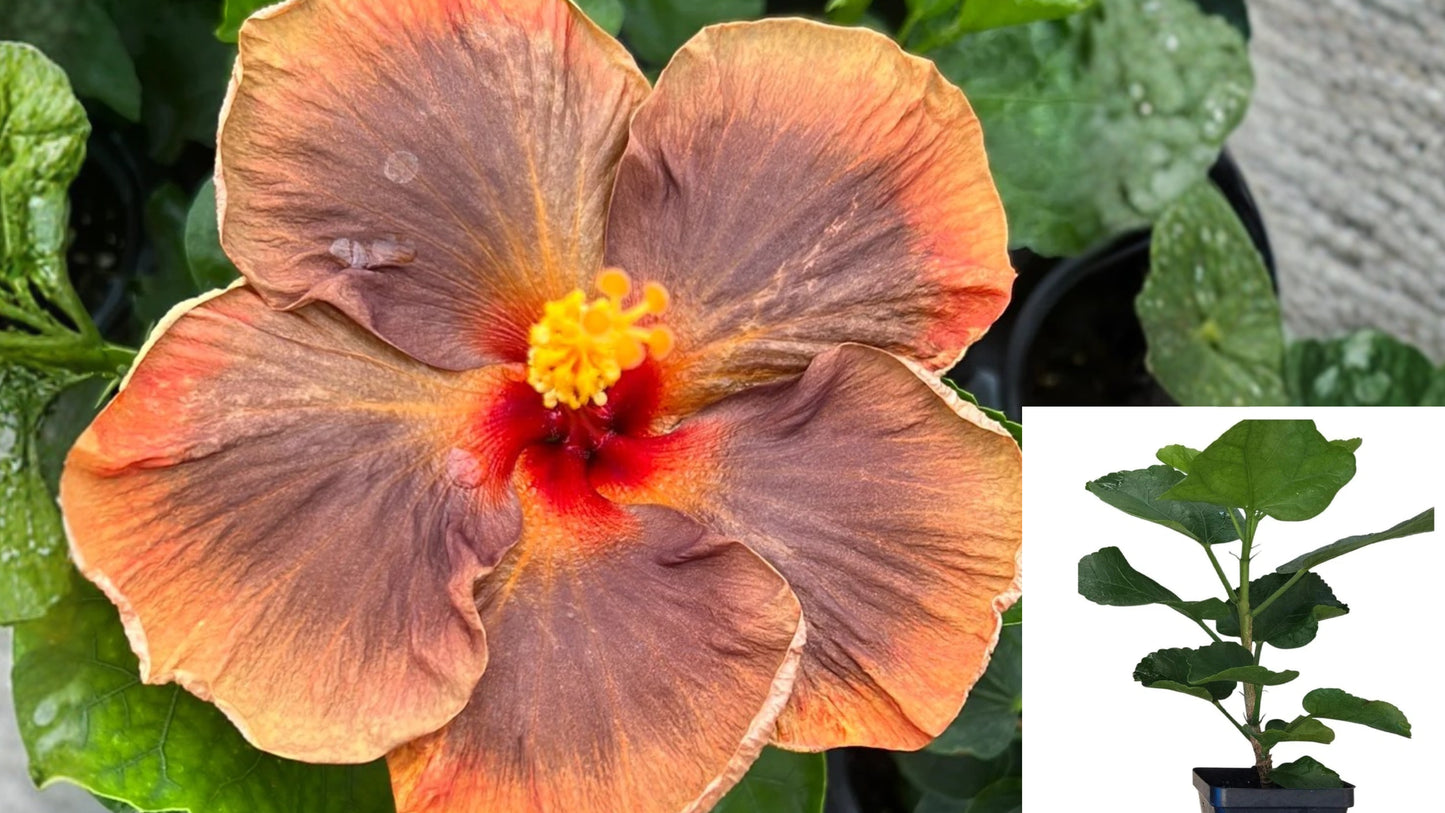 Hibiscus Cajun Color Voodoo Magic Live Plant – 4-Inch Pot – Hibiscus rosa-sinensis