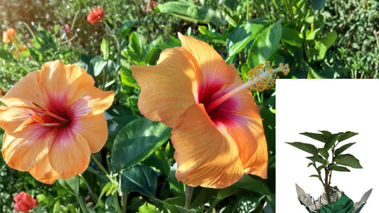Cheri Tropical Hibiscus Live Plant – Single Orange Rose-Red Flower