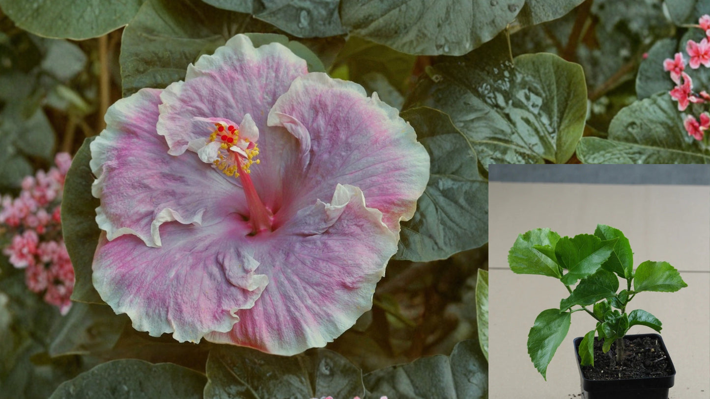 Pensive Moment Tropical Hibiscus – 4.5" Pot – Hibiscus rosa-sinensis