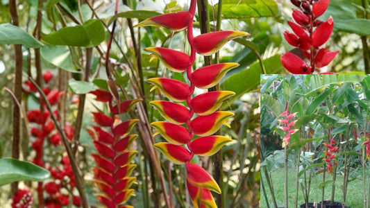 Heliconia rostrata Live Rhizome – Hanging Lobster Claw Tropical Plant
