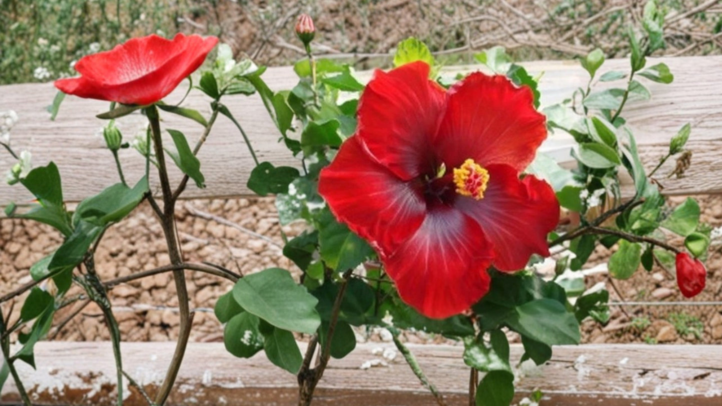 Hoochie Coochie Tropical Hibiscus 1 Live Starter Plant – Hibiscus rosa-sinensis