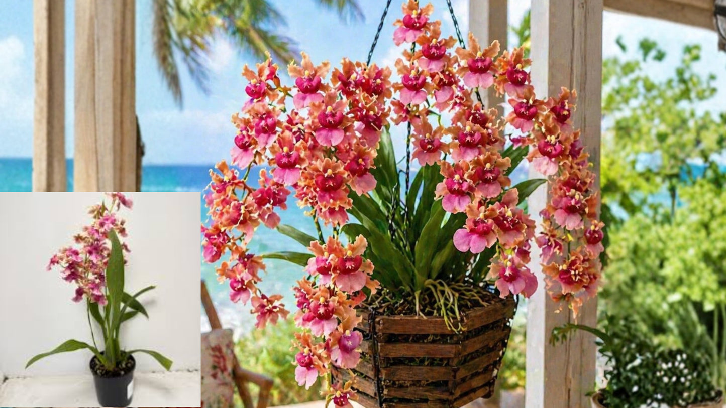 Oncidium 'Pacific Sunrise Hakalau' Orchid Bare Root Live Plant – Pink Orange Flowers