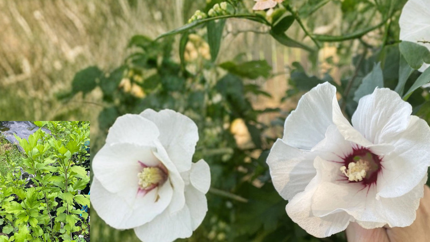 10 Rose of Sharon Live Plants – Rooted Transplant Starters – Hibiscus syriacus
