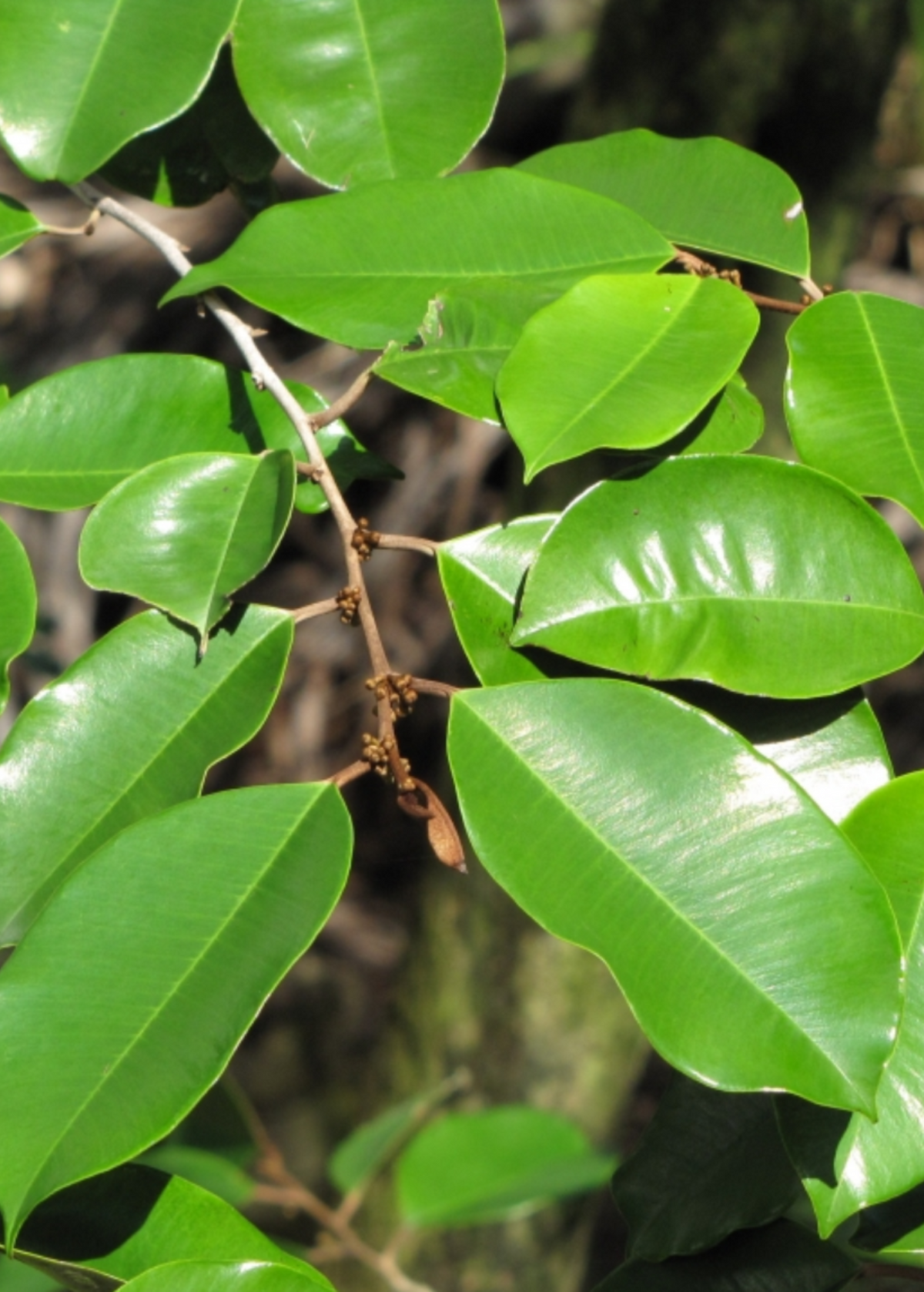 Caimitito, Satin Leaf (Chrysophyllum oliviforme)