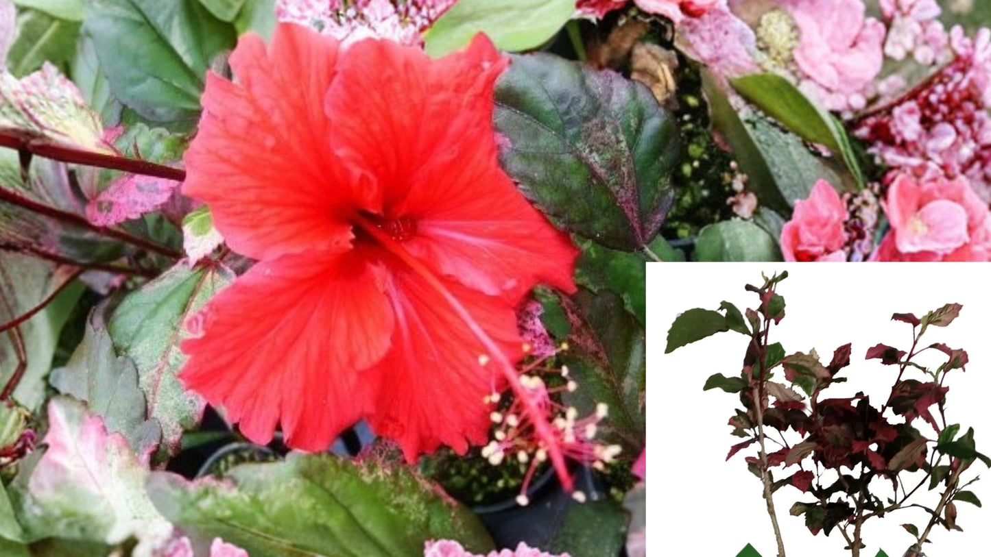 Rose Queen Tropical Hibiscus Live Plant – Variegated Leaves – Red Flower