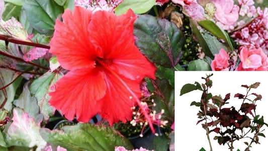 Rose Queen Tropical Hibiscus Live Plant – Variegated Leaves – Red Flower