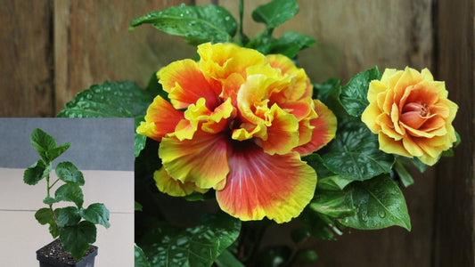 Mystic Splendor Tropical Hibiscus Live Plant – 4.5 Inch Pot
