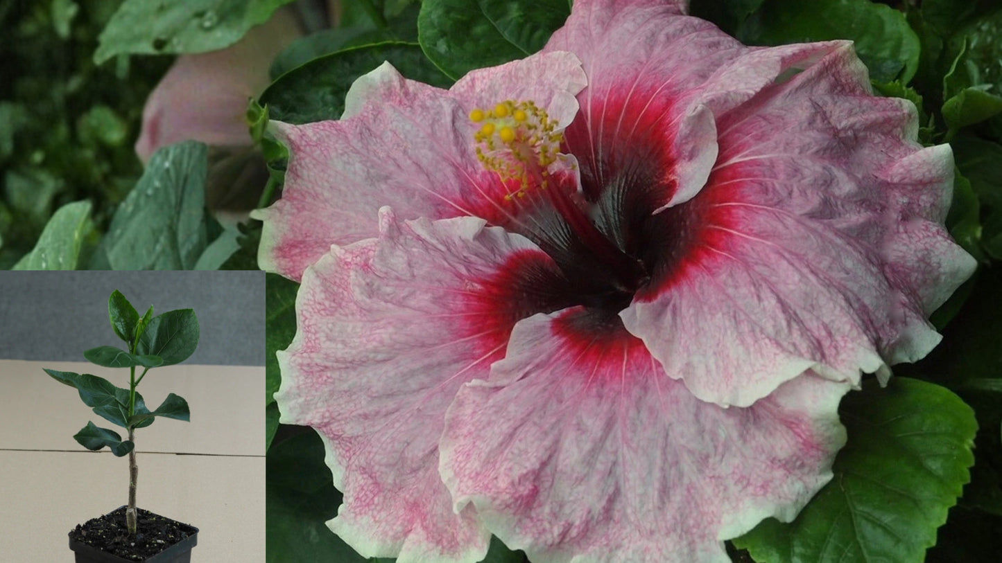 Girl Band Tropical Hibiscus – 4.5" Pot – Hibiscus rosa-sinensis