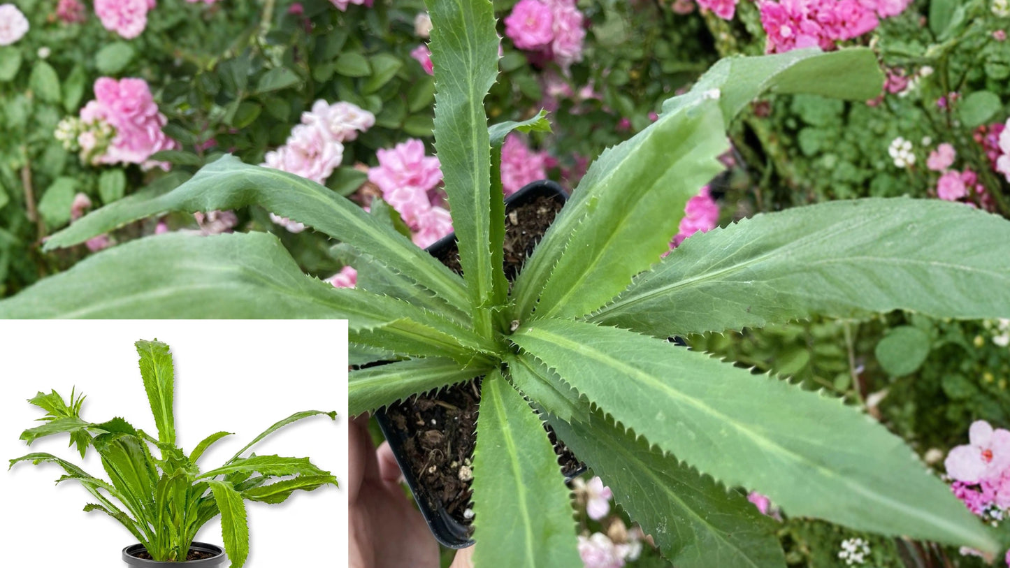 Culantro Live Plants – 2–3 Plants in 3.5 Inch Pot – Eryngium foetidum