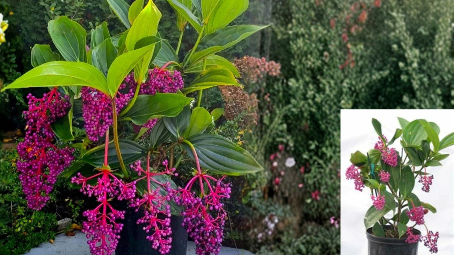 Medinilla Myriantha 'Malaysian Orchid' Live Plant – Medinilla myriantha