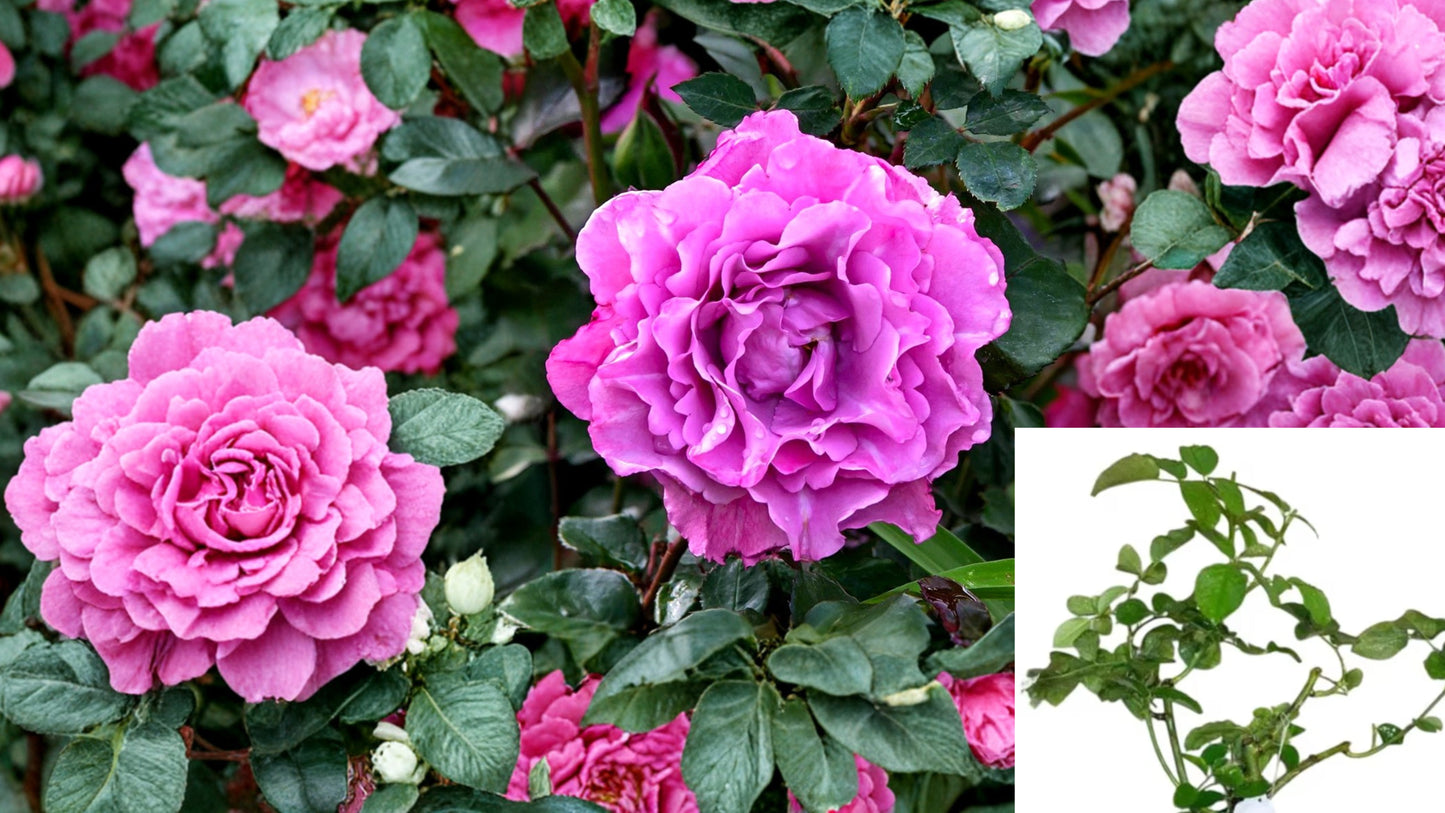Angel Face Floribunda Rose Live Plant – 4–6 Inch Starter – No Pot