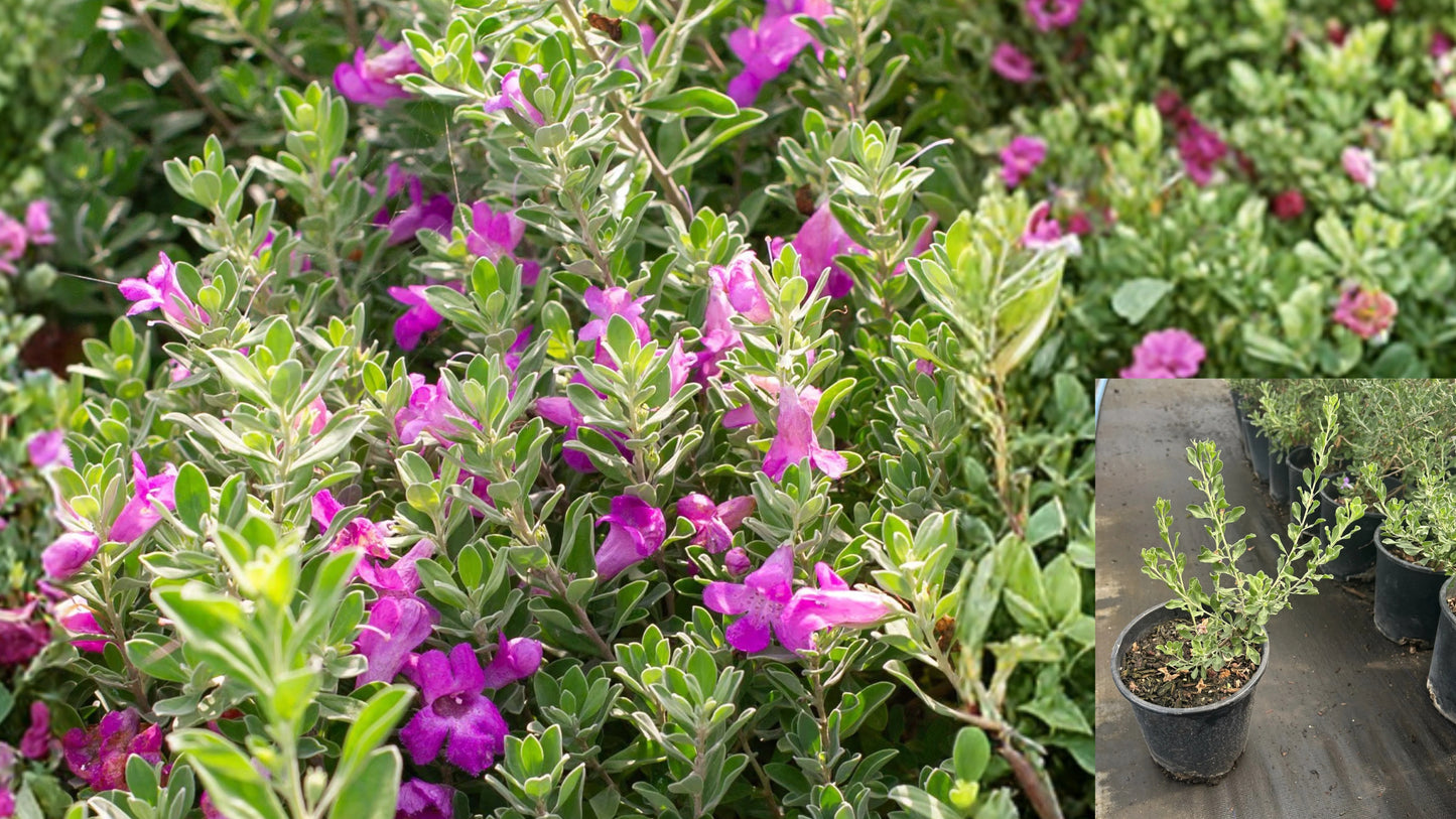 Texas Green Cloud Sage Live Plant – 1 Gallon Fully Rooted – Leucophyllum frutescens