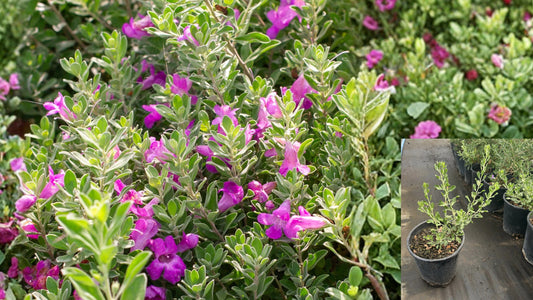 Texas Green Cloud Sage Live Plant – 1 Gallon Fully Rooted – Leucophyllum frutescens