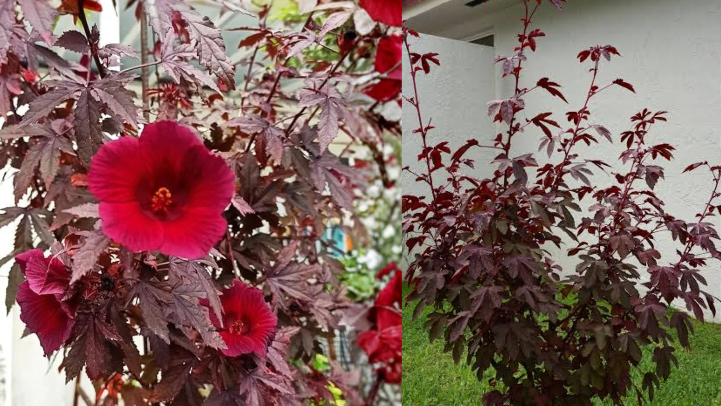 2 Cranberry Hibiscus Live Plants – Hibiscus acetosella Tropical Bush