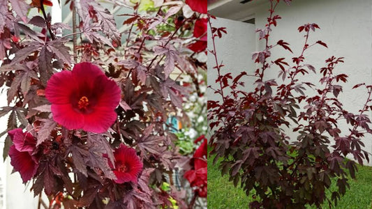 2 Cranberry Hibiscus Live Plants – Hibiscus acetosella Tropical Bush