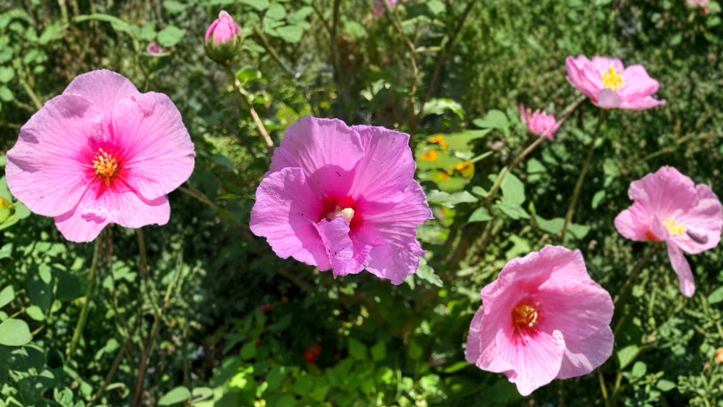 2 Hardy Rose of Sharon Hibiscus Bare Root Plants – 30 Inch