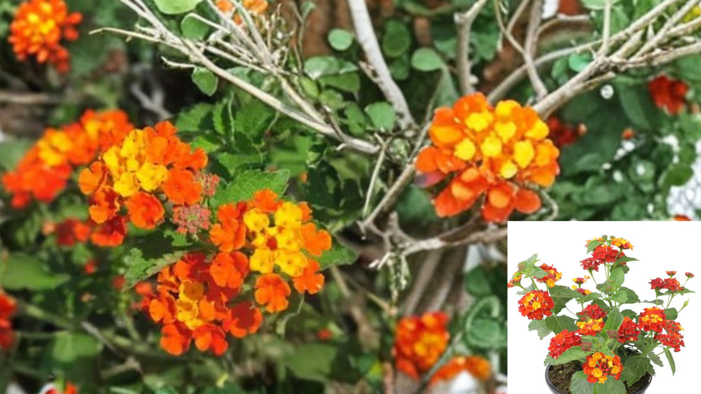 Texas Lantana Live Plant – 1 Gallon Fully Rooted – Lantana urticoides