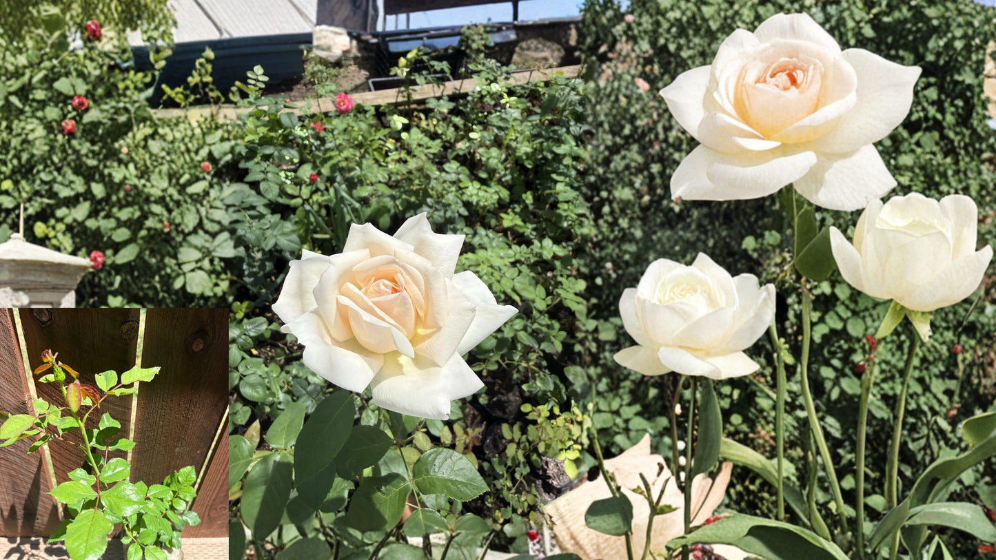 Marilyn Monroe Rose Live Plant – Rosa ‘Marilyn Monroe’
