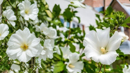 White Althea Rose of Sharon Live Plant – Gallon Pot – Hibiscus syriacus