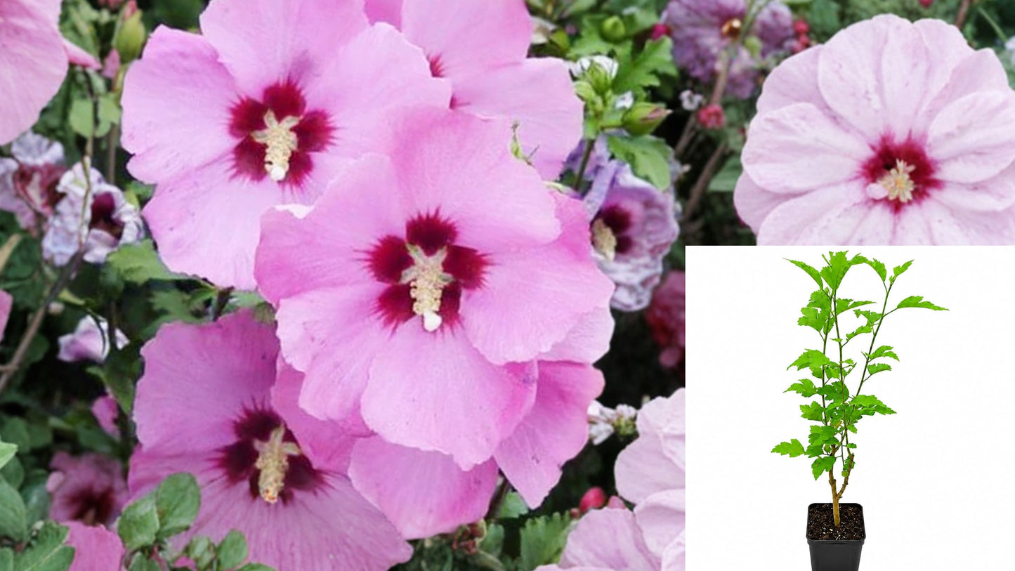 Aphrodite Rose of Sharon Live Plant – 1 Quart – Hibiscus syriacus