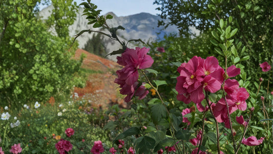 1 Hibiscus syriacus Ardens Double Purple Quart Live Plant