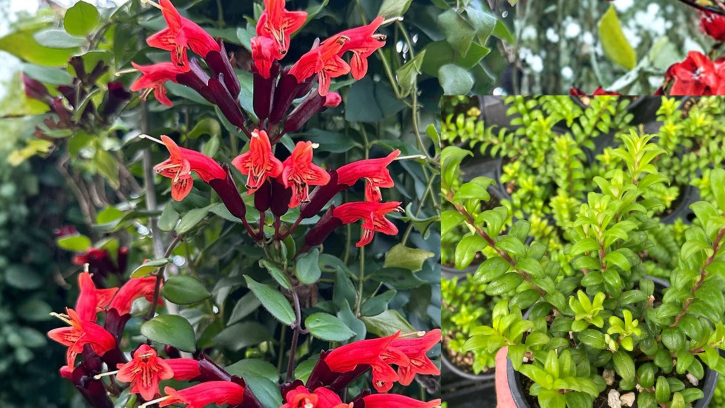 Lipstick Plant Live Houseplant 10 in Tall 3.5 in Pot – Aeschynanthus spp.