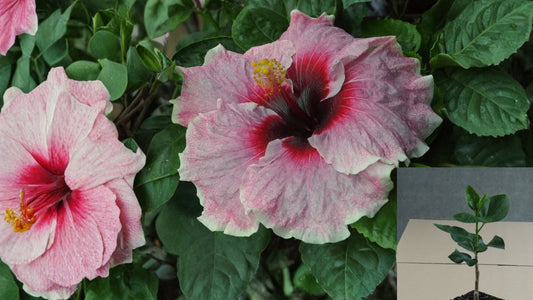 Girl Band Tropical Hibiscus Live Plant – 4.5-Inch Pot