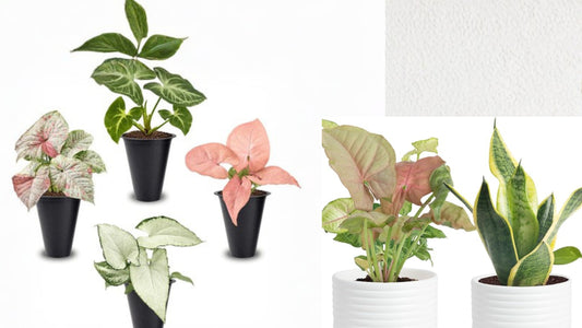 Syngonium Plant Collection 4-Pack Live Starter Plants