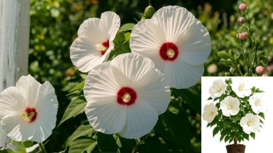 Luna White Hardy Hibiscus 2 Live Plants – Full Sun Outdoor