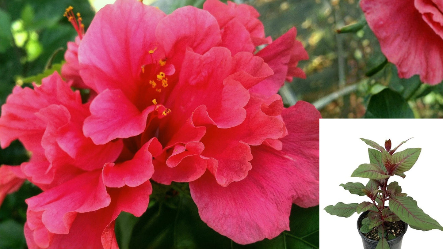 Pride of Hankins Tropical Hibiscus Live Plant – Triple Fuchsia Salmon Pink Blooms