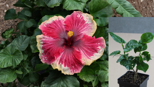 Cranberry Ice Tropical Hibiscus Live Plant – 4.5 Inch Pot