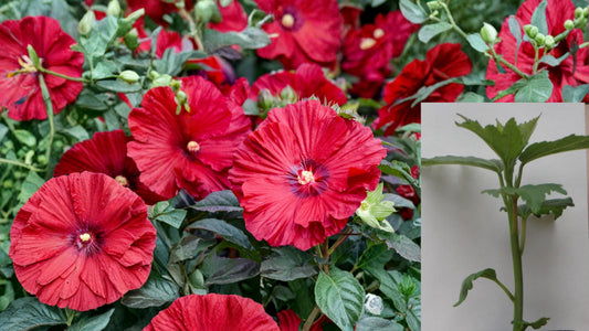 Garnet Globes Hardy Hibiscus Live Potted Plant – 2.5-Inch Pot
