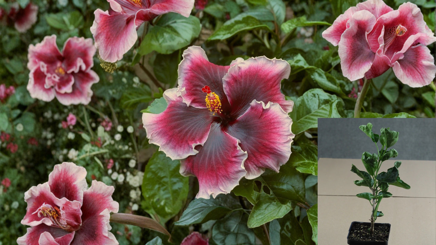 Caribbean Crimson Glace Tropical Hibiscus Live Plant – 4.5-Inch Pot