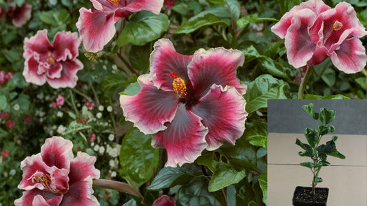 Caribbean Crimson Glace Tropical Hibiscus Live Plant – 4.5-Inch Pot