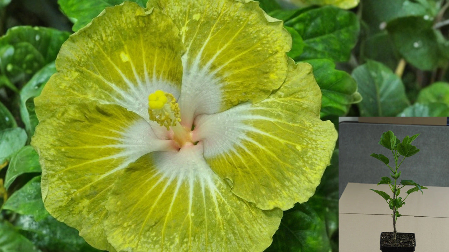 Caribbean Green Chick Tropical Hibiscus Live Plant – 4.5-Inch Pot
