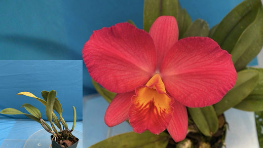 Cattleya Circle of Life ‘Mirtha Isabel’ Orchid – 4" Pot – Red Yellow Hybrid