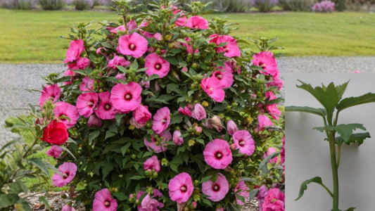 Candy Crush Hardy Hibiscus Live Potted Plant – 2.5-Inch Pot