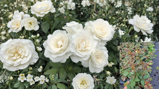 White Veranda® Shrub Rose Live Plant – 1 QT – Repeat Blooms