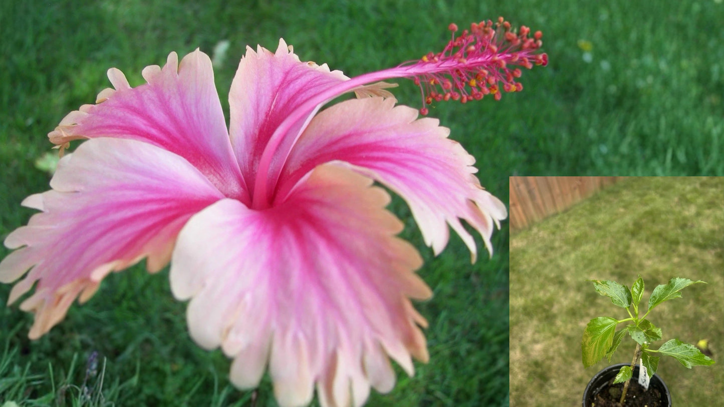 Hawaiian Salmon Hibiscus Live Potted Plant – Hibiscus rosa-sinensis