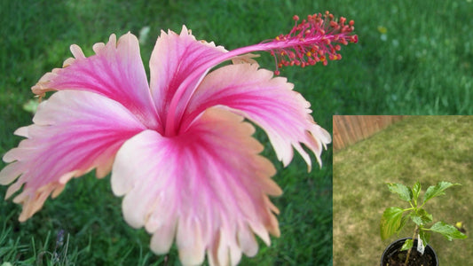 Hawaiian Salmon Hibiscus Live Potted Plant – Hibiscus rosa-sinensis